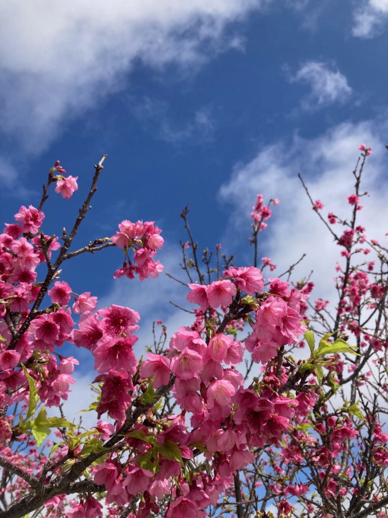桜【pink*flower**happiness】春の訪れ 付けろ 
